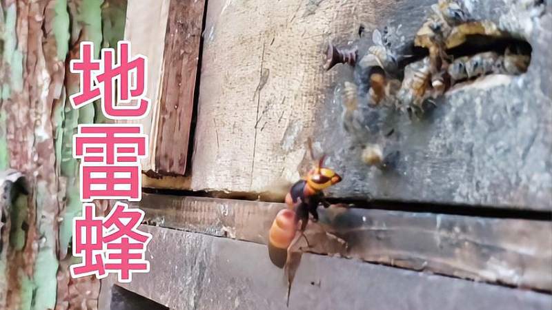 地雷蜂蜜蜂的天敌