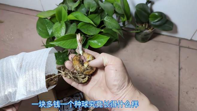 我是爱花的人珍珍 好看视频 我是爱花的人珍珍 好看视频