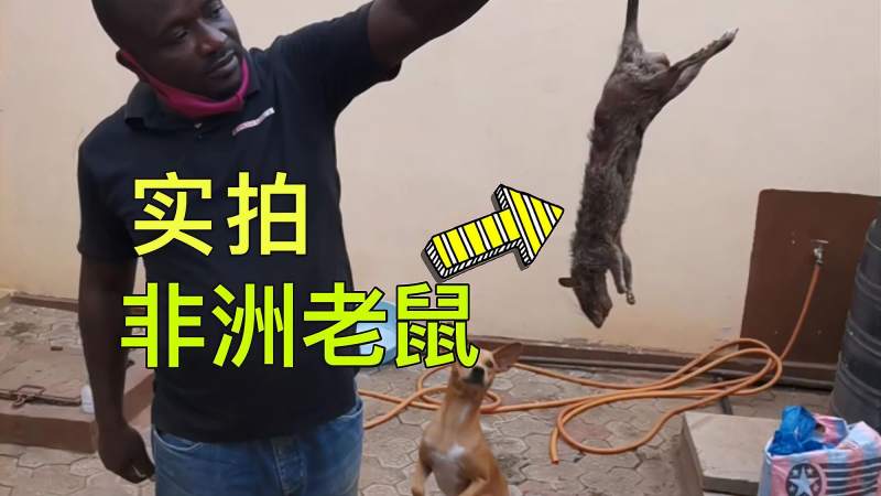 看看非洲的老鼠有多大这个头能顶国内老鼠的三个大