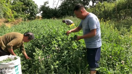 农村这种野菜清脆爽口 不用烹饪直接可以吃 大家来欣赏了解下 美食 美食猎奇 好看视频 农村这种野菜清脆爽口 不用烹饪直接可以吃 大家来欣赏了解下 美食 美食猎奇 好看视频