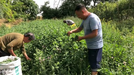 农村这种野菜清脆爽口 不用烹饪直接可以吃 大家来欣赏了解下 美食 美食猎奇 好看视频