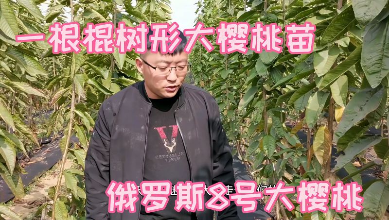 一根棍大樱桃苗俄罗斯8号大樱桃品种介绍