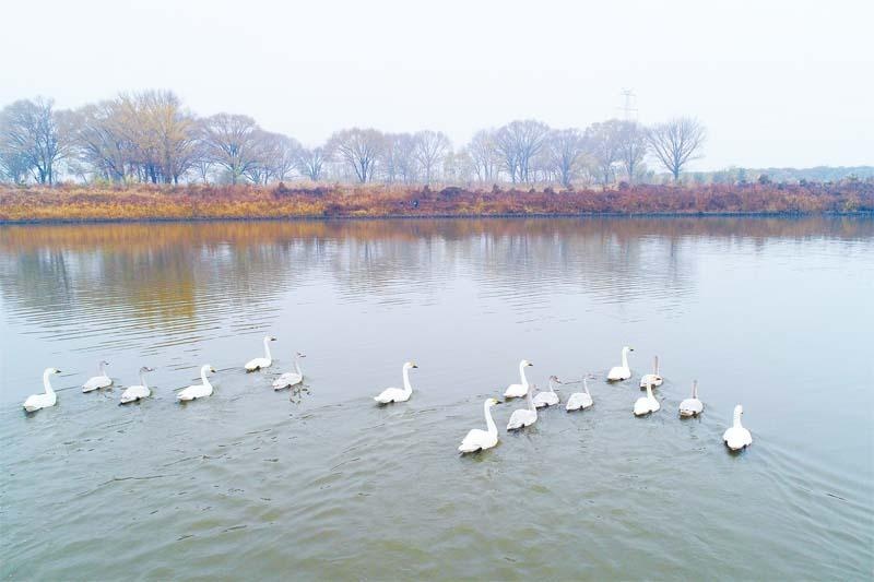 襄垣县三漳湿地公园成为候鸟迁徙的重要"驿站"