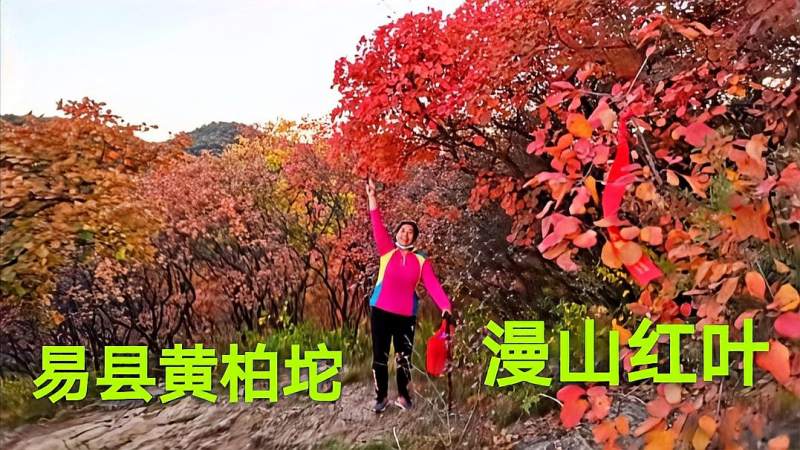 保定周边看红叶的好去处,易县黄柏坨秋景,山顶免费看漫山红叶