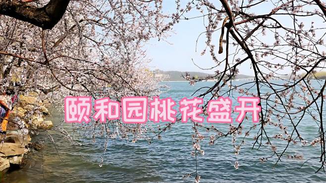 [图]颐和园桃花进入盛花期，真是乱花迷人眼