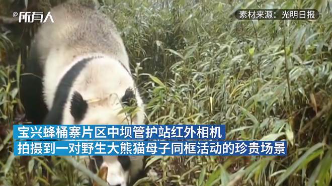 [图]野生大熊猫竹林漫步，倒立撒尿做标记