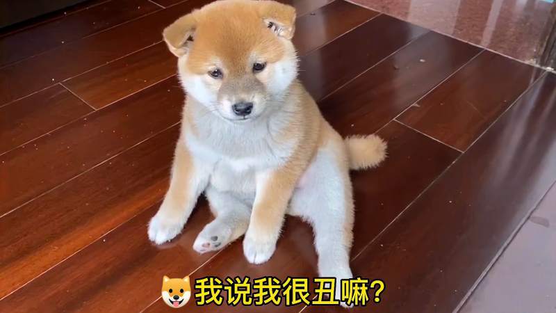 柴犬我说我很丑嘛那我走了