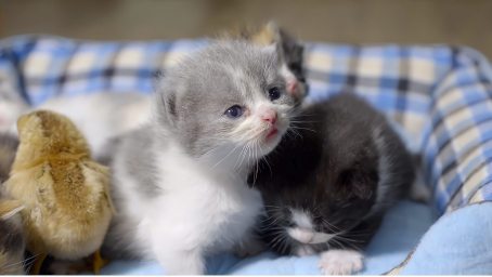 带猫咪去绝育 医生说这猫太乖了 醒来后一脸生无可恋 搞笑 萌宠 好看视频