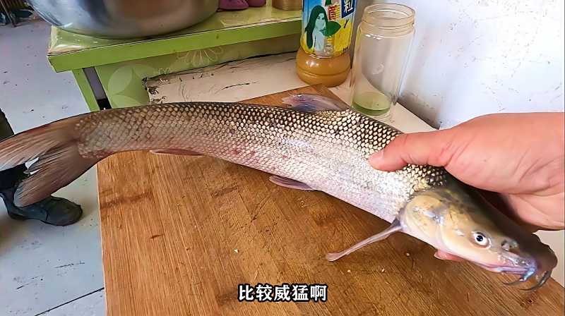 还真不认识这种鱼!小伙吃了30年淡水鱼,身上有细鳞像鲶鱼有胡须,三农,农村赶海,好看视频