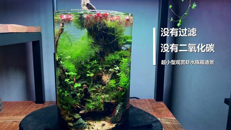 一个没有co2 没有过滤的超小型观赏虾缸造景 非常精巧的造景 家居 园艺 好看视频 一个没有co2 没有过滤的超小型观赏虾缸造景 非常精巧的造景 家居 园艺 好看视频