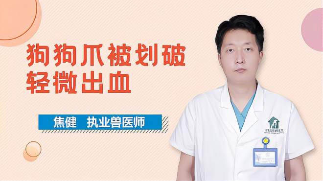 [图]狗狗爪被划破轻微出血怎么办？