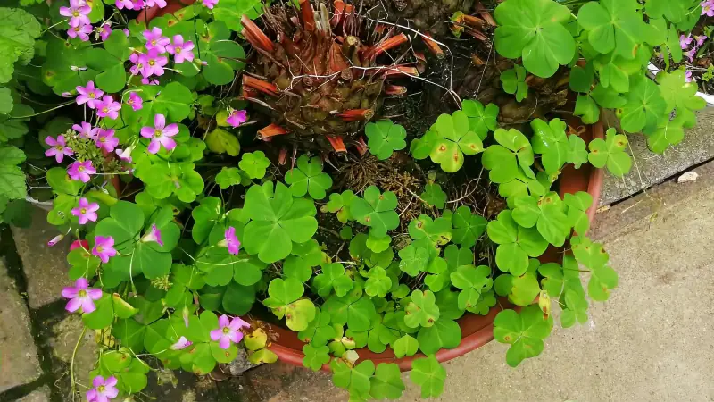 花盆里的红花酢浆草 紫花摇曳 烂漫可爱 家居 园艺 好看视频