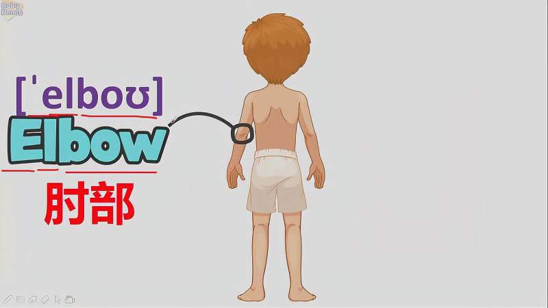 胳膊肘用英语该怎么说呢