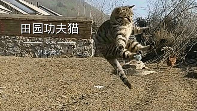 [图]田园功夫猫，神奇的猫咪，为什么落地时总是四脚先着地？