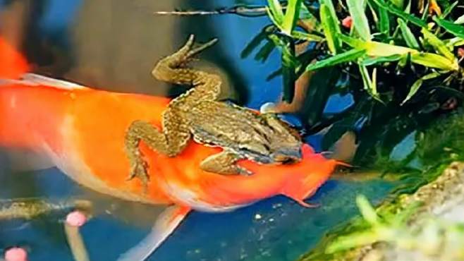 "金蟾抱鲤"寓意升官发财?其实是两败俱伤的故事! - 影音视频 - 小不点