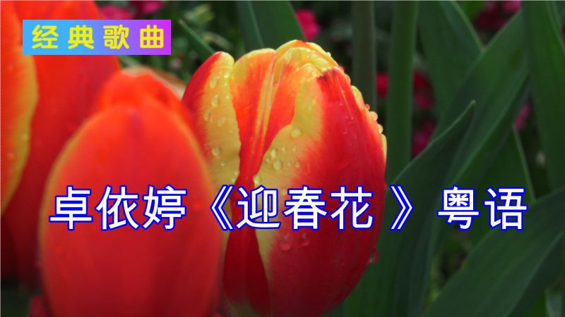 卓依婷迎春花粤语