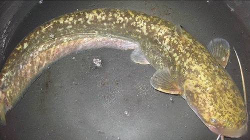 中国最大的鲶鱼8米长图片