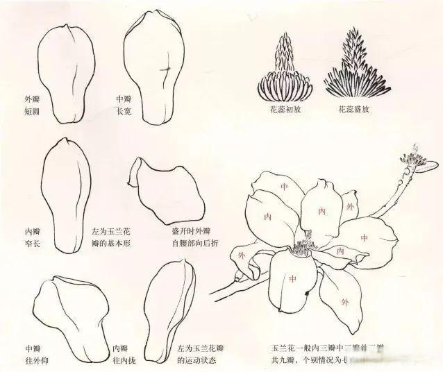 玉兰花的结构示意图图片