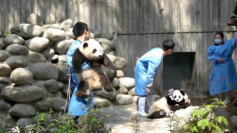 大熊猫和花润玥天气热了奶爸抱和花润玥下班啦