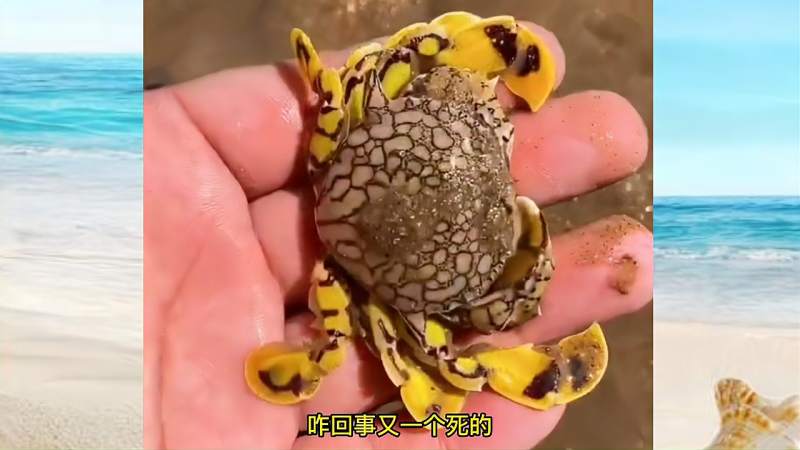 花旦蟹大蛏王赤甲红