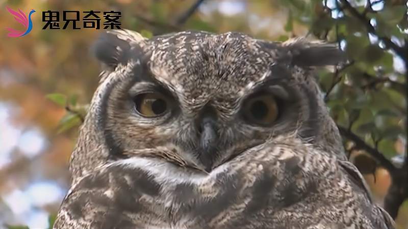 为何猫头鹰一笑就有人去世这究竟是神话还是玄学