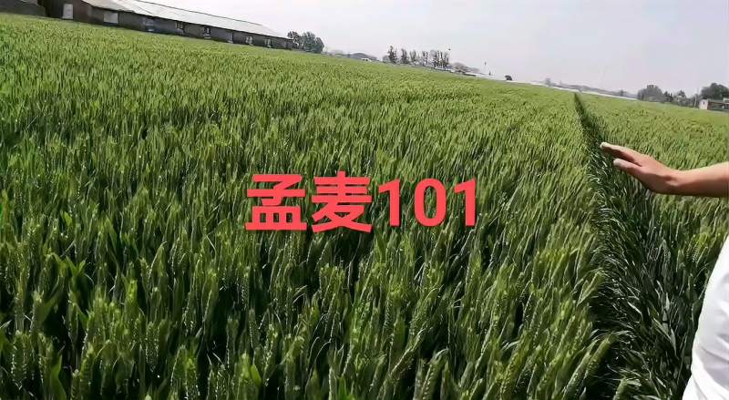 孟麦101黄淮麦区高产小麦新品种分蘖成穗率高小播量大丰收