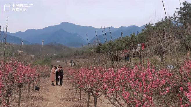 [图]西安秦岭的春天太美了！这片免费的梅林花海，太适合踏青赏花了