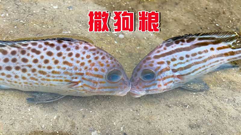阿聪赶海碰见夫妻鱼抓了一条另一条不愿意走场面让人感动