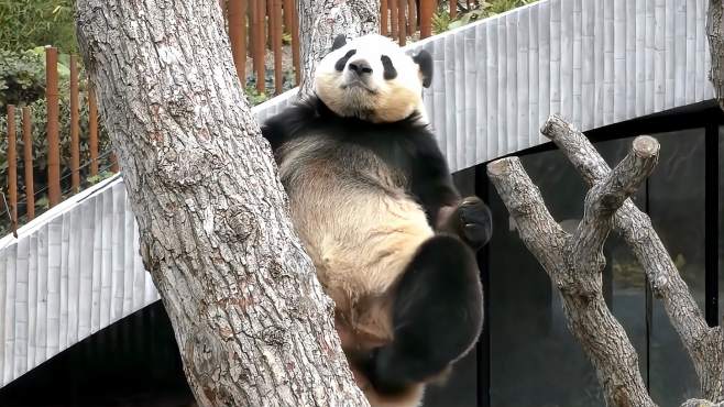 [图]大熊猫为什么喜欢住在竹林？不单是因为喜欢吃竹子，还有这些原因