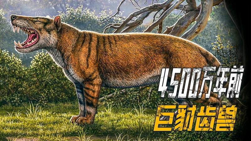 4500万年前的巨豺齿兽陆地上的凶猛恶霸专以巨型犀牛为食