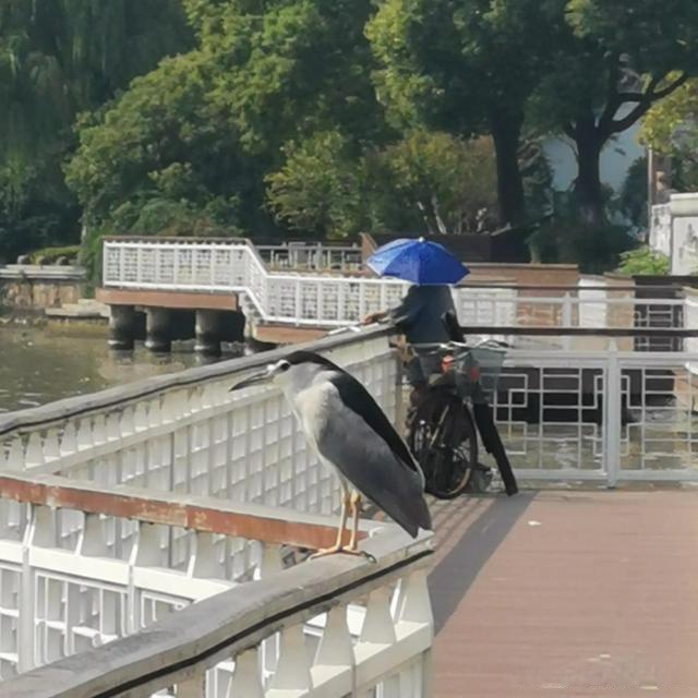 嘉興三塔公園