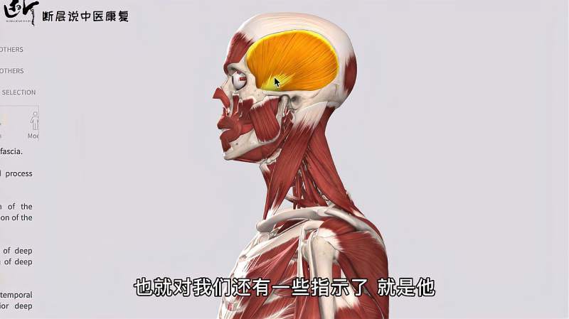 「每日一肌」颞肌——太阳穴凹陷、偏头痛、精神紧张的必松之肌!,健康养生,健康常识,好看视频