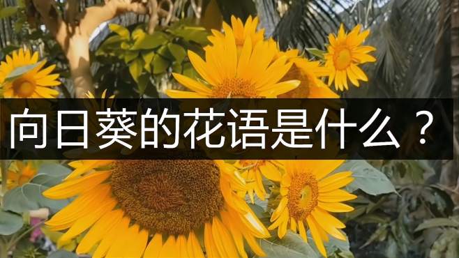 [图]向日葵的花语是什么？每一种都很美好