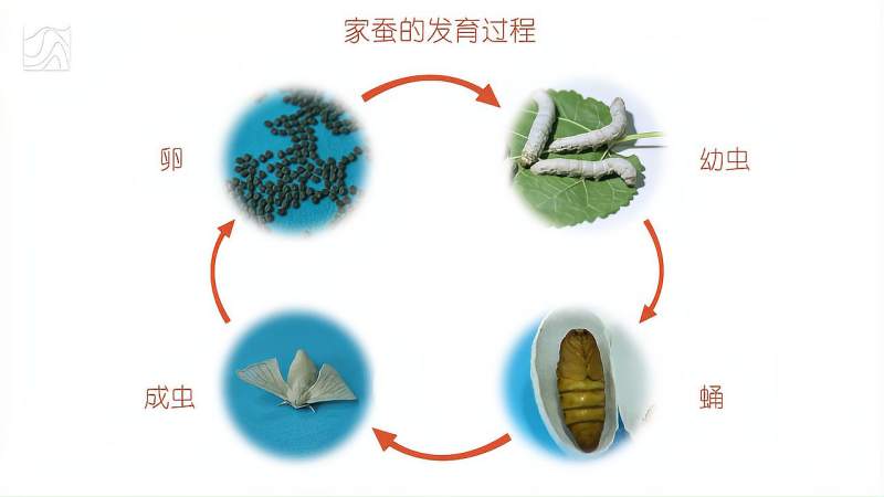 观察家蚕的生殖和发育过程,社会,奇闻轶事,好看视频