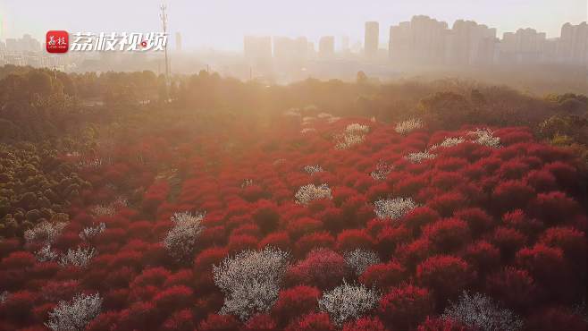 [图]闻香寻芳！溧阳鸡龙山梅花盛开红艳似火