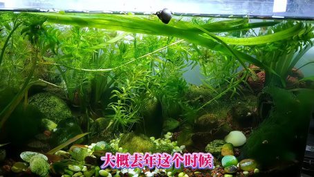 水培多肉植物 鱼缸上的浮萍水草种类 除了喂金鱼吃还能怎么处理 家居 园艺 好看视频