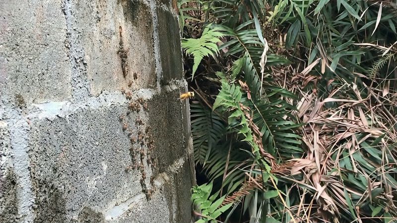 墙洞蜜蜂本想留它自生自灭胡蜂经常在洞口伏击蜂群还越来越强