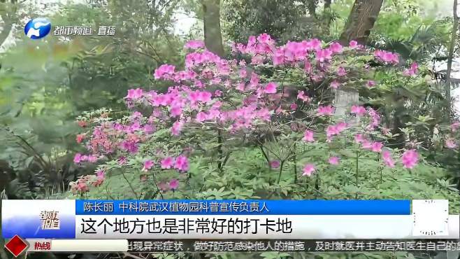 [图]武汉植物园：“鸽子树”30年一开花，快看看花有多漂亮？