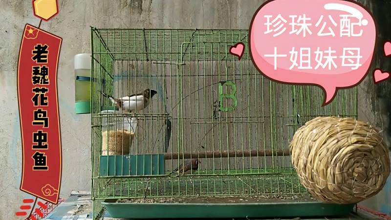 珍珠鸟配十姐妹鸟乱点鸳鸯靠谱吗
