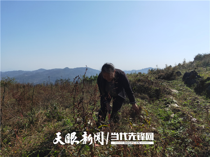 「我的脱贫故事」我在碧山上书写致富经丨凤冈县王寨镇土璜村村民袁海