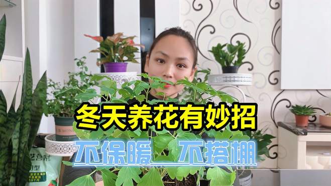 [图]老花匠冬天养花有妙招，不保暖不搭棚，两种小东西扔进花盆就管用