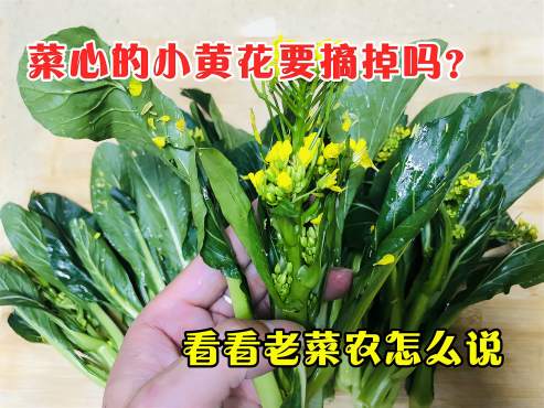 [图]洗菜心时，小黄花要摘掉吗？菜农给出3个建议，大家看有没有道理