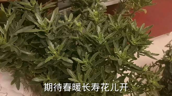 [图]期待春暖长寿花儿开