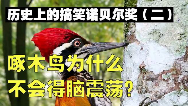 [图]每天不停敲木头的啄木鸟，它的头真的不会痛吗？它是怎么做到的？