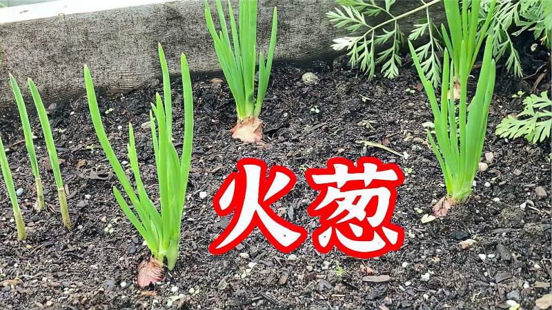 比青葱还香如何种植火葱原来小红葱头这么好种