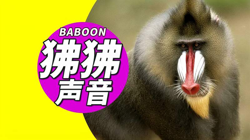 认识动物狒狒的叫声音效图片