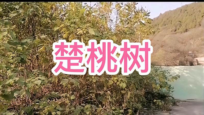 名不见经传的楚桃树全身都是宝带你了解一下