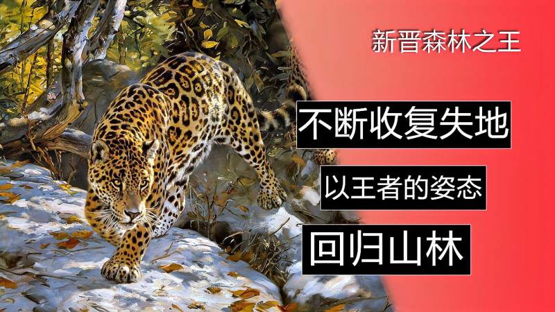 金钱豹在逐渐“收复失地”,替代了老虎,成为新的森林之王