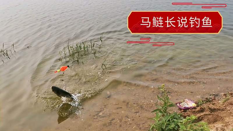 野钓鲢鳙小白鲢太多了搞得绵阳马鲢长都没心情钓鱼了