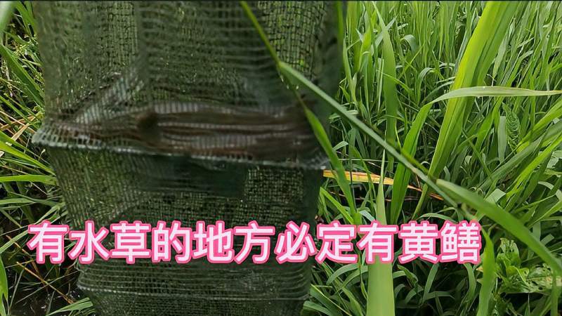 狂风暴雨过后的黄鳝很活跃20年的烂草塘下了十条网收获很满意